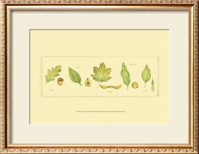 Leaves And Seeds I by Nancy Shumaker Pallan Pricing Limited Edition Print image