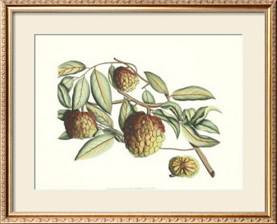 Botanical Iv by Van Rheet Pricing Limited Edition Print image