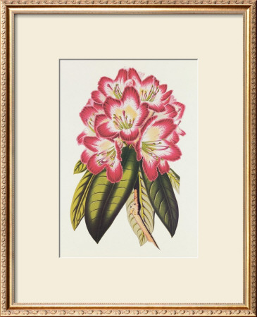 Rosy Rhododendron by Robert Sweet Pricing Limited Edition Print image