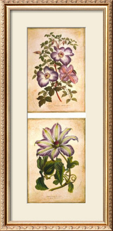 Flowering Clematis by Louis Van Houtte Pricing Limited Edition Print image