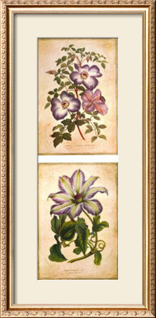 Flowering Clematis by Louis Van Houtte Pricing Limited Edition Print image