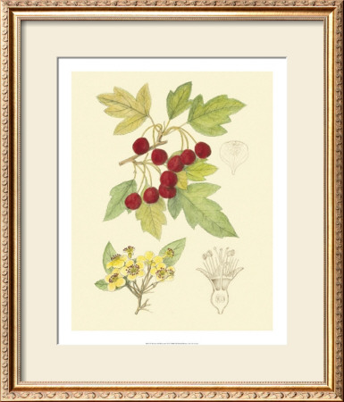 Berries And Blossoms Iii by Samuel Curtis Pricing Limited Edition Print image