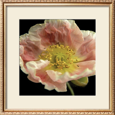 Ruffle by Alicia Bock Pricing Limited Edition Print image