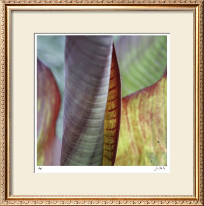 Banana Leaves Iv by Joy Doherty Pricing Limited Edition Print image