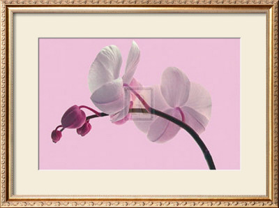 Orchid Radiance by Katja Marzahn Pricing Limited Edition Print image