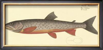 Salmon by Marcus Elieser Bloch Pricing Limited Edition Print image