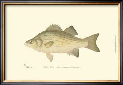 White Bass by Denton Pricing Limited Edition Print image