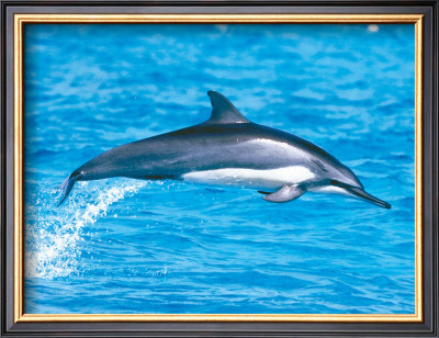 Spinner Dolphins by Michael S. Nolan Pricing Limited Edition Print image