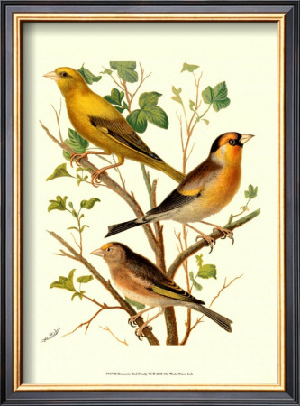 Domestic Bird Family Vi by W. Rutledge Pricing Limited Edition Print image