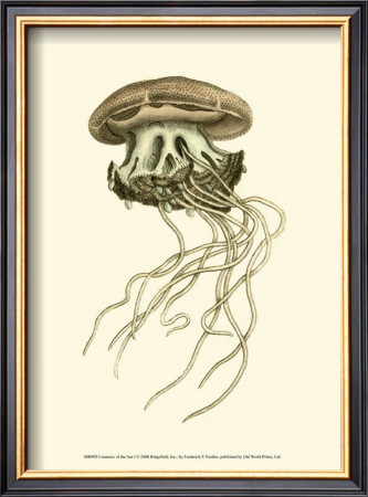 Creatures Of The Sea I by Frederick P. Nodder Pricing Limited Edition Print image