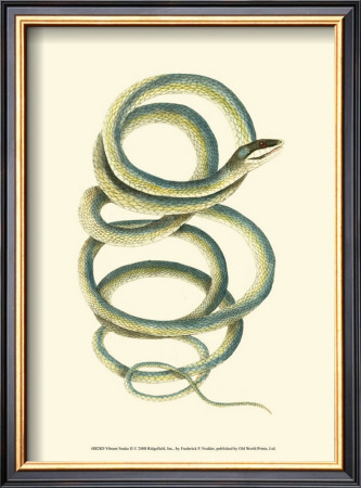Vibrant Snake Ii by Frederick P. Nodder Pricing Limited Edition Print image