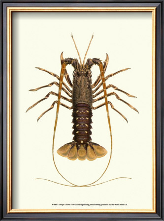 Antique Lobster Iv by James Sowerby Pricing Limited Edition Print image