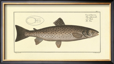 Trout by Marcus Elieser Bloch Pricing Limited Edition Print image