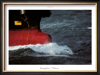 Dauphin Pilote by Philip Plisson Pricing Limited Edition Print image