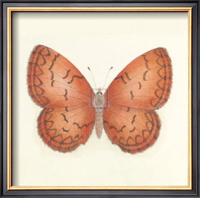 Butterfly Viii by Sophie Golaz Pricing Limited Edition Print image