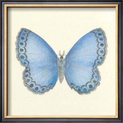 Butterfly Iv by Sophie Golaz Pricing Limited Edition Print image