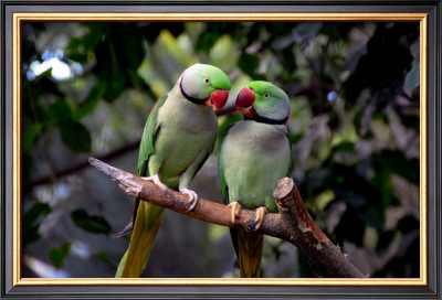Parrot Love by Petra Wels Pricing Limited Edition Print image