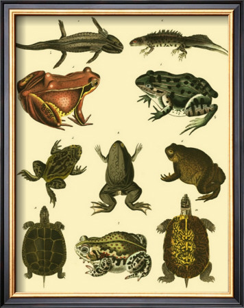 Oken Amphibians by Lorenz Oken Pricing Limited Edition Print image