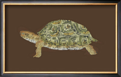 Tortoise Collector Ii by Chariklia Zarris Pricing Limited Edition Print image