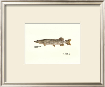 Northern Pike Fish by Ron Pittard Pricing Limited Edition Print image