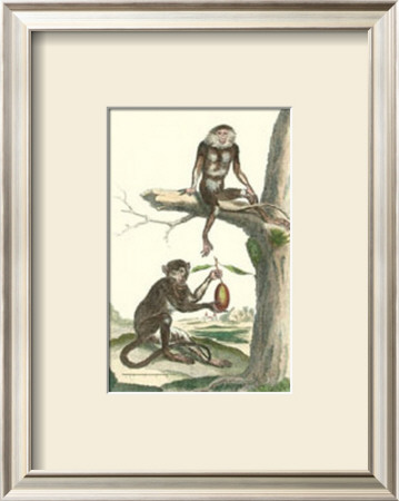 Macaque And Douc Monkeys by Daniel Diderot Pricing Limited Edition Print image