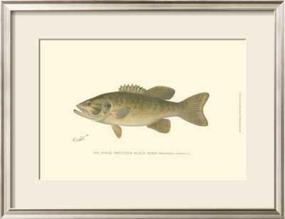 Small-Mouthed Black Bass by Denton Pricing Limited Edition Print image