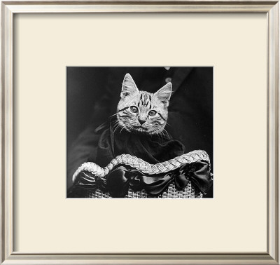 French Tabby Cat by Mesh Gabriella Pricing Limited Edition Print image