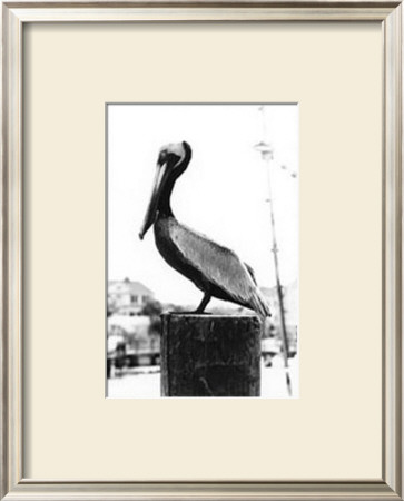 Pelican Perch by Laura Denardo Pricing Limited Edition Print image