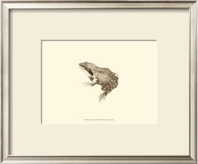 Sepia Frog Iii by J. H. Richard Pricing Limited Edition Print image