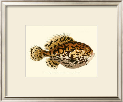 Nodder Antique Fish Iii by Frederick P. Nodder Pricing Limited Edition Print image