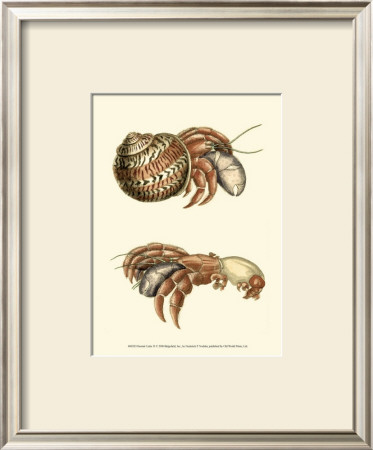 Hermit Crabs Ii by Frederick P. Nodder Pricing Limited Edition Print image