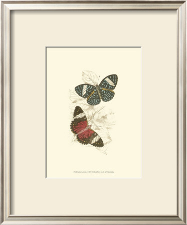 Butterflies I by Sir William Jardine Pricing Limited Edition Print image