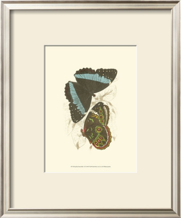 Butterflies Vi by Sir William Jardine Pricing Limited Edition Print image