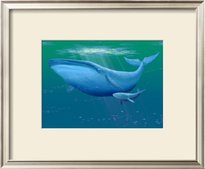 Whales Ultramarine by Dale Ziemianski Pricing Limited Edition Print image