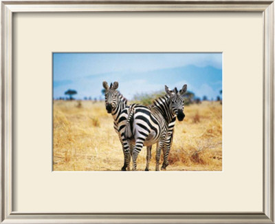 Le Zebre A Deux Tetes by Pierre Douay Pricing Limited Edition Print image