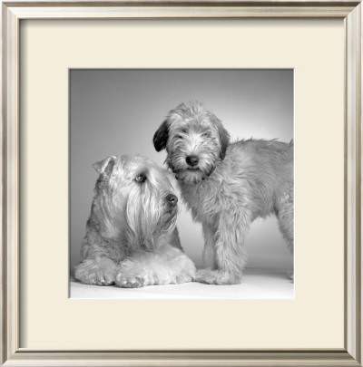 Ruff And Daisy by Amanda Jones Pricing Limited Edition Print image