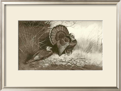 Wild Turkey by Archibald Thorburn Pricing Limited Edition Print image