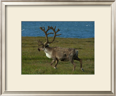 Alaskan Caribou by Charles Glover Pricing Limited Edition Print image