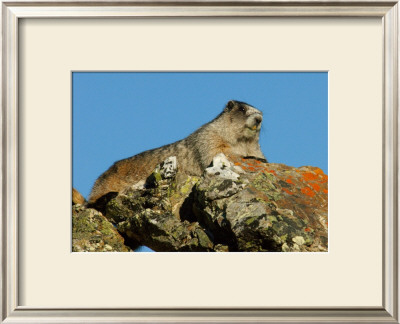Marmot In Alaska by Charles Glover Pricing Limited Edition Print image