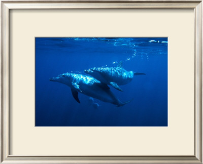 Dolphin Turn by Charles Glover Pricing Limited Edition Print image