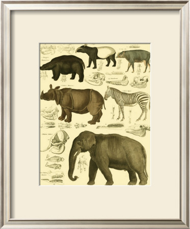 Oken Elephant And Zebra by Lorenz Oken Pricing Limited Edition Print image