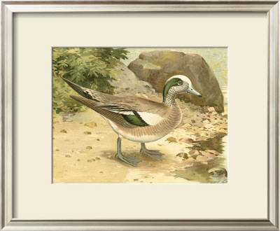 Green-Wing Teal by Ridgway Pricing Limited Edition Print image