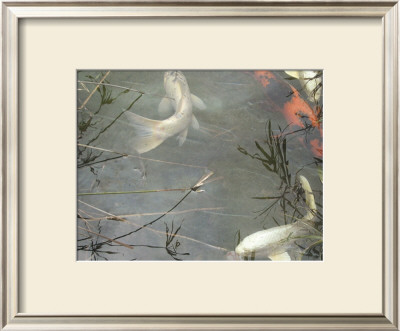 Coy Ii by Susan Friedman Pricing Limited Edition Print image