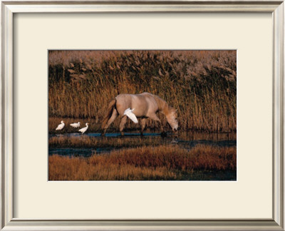 Equus, Camargue, France by Hans W. Sylvester Pricing Limited Edition Print image