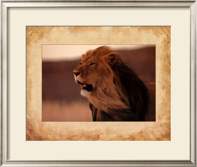 Lion by Keith Levit Pricing Limited Edition Print image