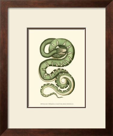 Vibrant Snake I by Frederick P. Nodder Pricing Limited Edition Print image