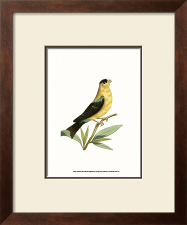 American Finch by George Shaw Pricing Limited Edition Print image
