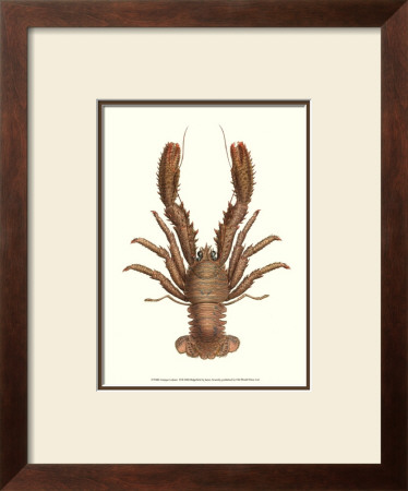 Antique Lobster Ii by James Sowerby Pricing Limited Edition Print image