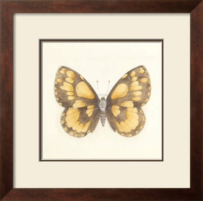 Butterfly Vi by Sophie Golaz Pricing Limited Edition Print image