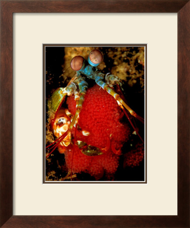 Mantis Shrimp Holding Eggs, Sulawesi by Charles Glover Pricing Limited Edition Print image